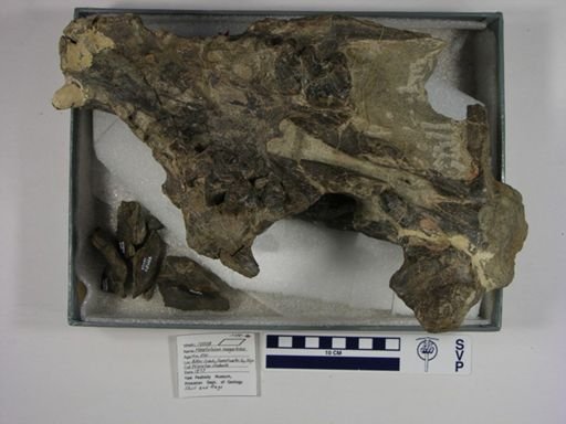Palaeosyops megarhinus