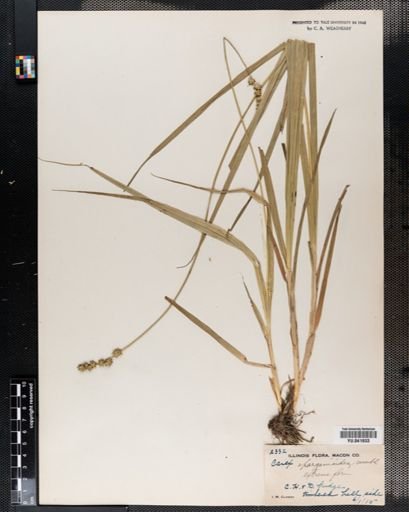 Carex sparganioides