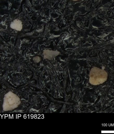 undet. Foraminiferida