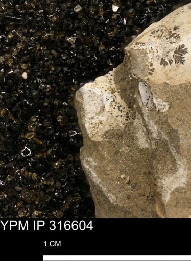 Bivalvia?