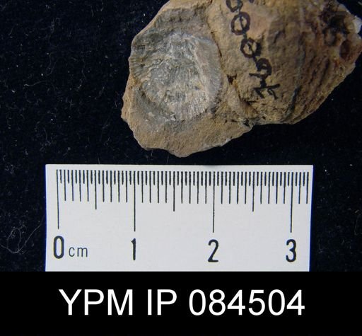 Parmorthis elegantula