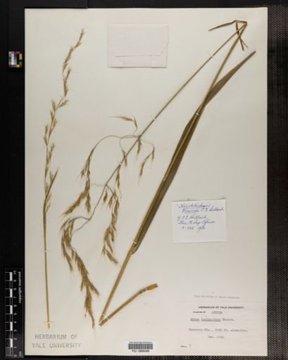 Plantae