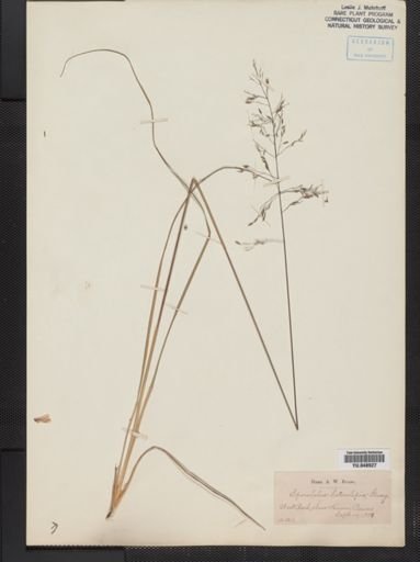 Sporobolus heterolepis