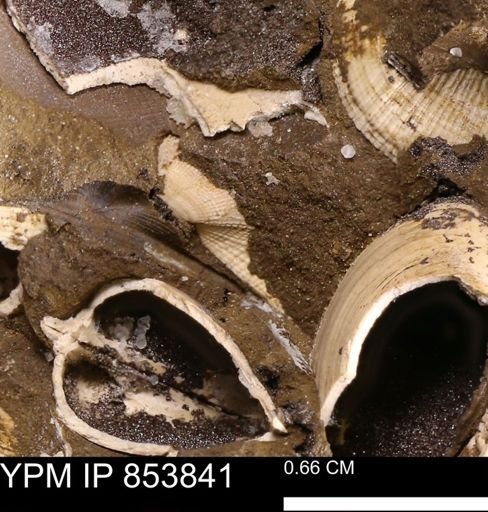 Parallelodon sp.