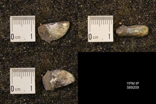 Discoscaphites rossi