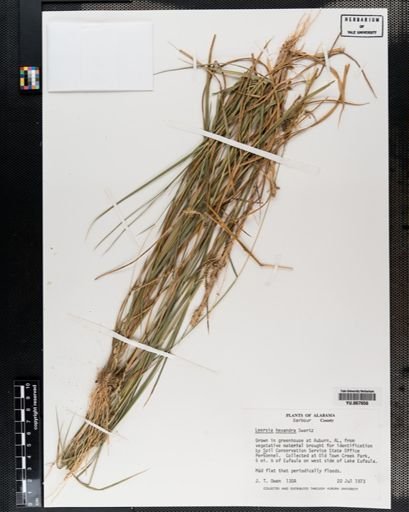 Plantae