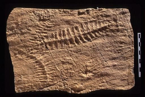 undet. Vendobionta