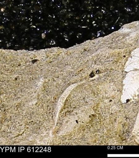 undet. Bivalvia
