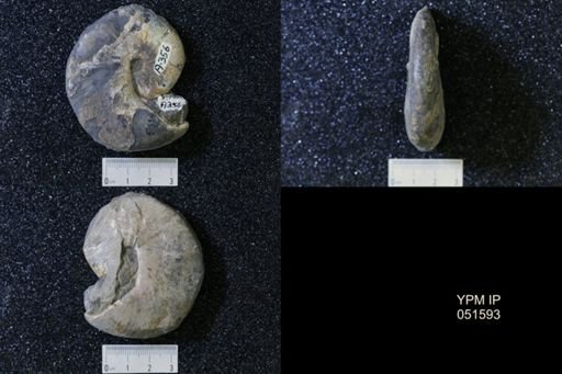 Hoploscaphites nicolletii
