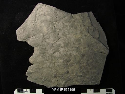 undet. Eurypterida