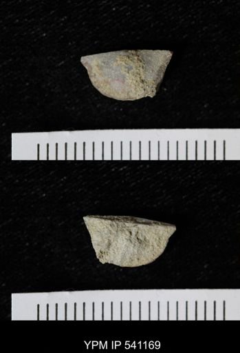 Sowerbyella sericea