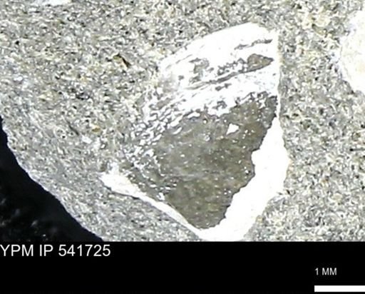 Limopsis striatopunctatus