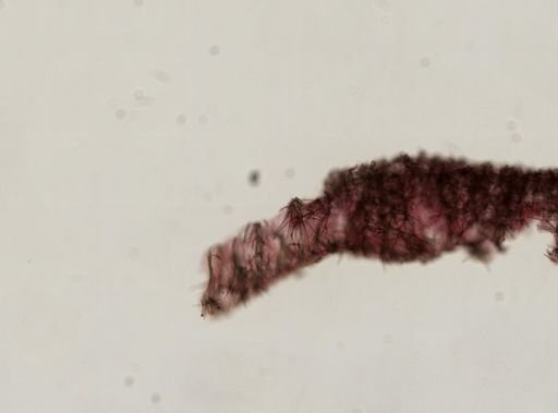 Myxilla