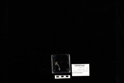 Lygodactylus picturatus