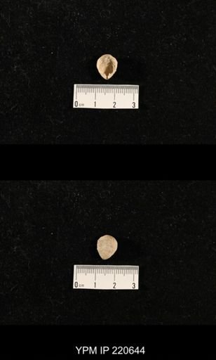 Dielasma sp.