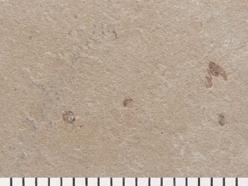 Coleoptera?