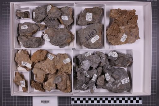 mixed taxa, stratigraphic collection