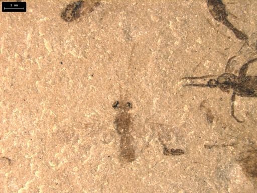 taxon undetermined