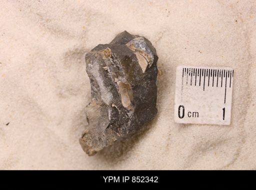 Baculites sp.
