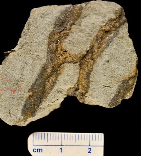 Eospermatopteris erianus