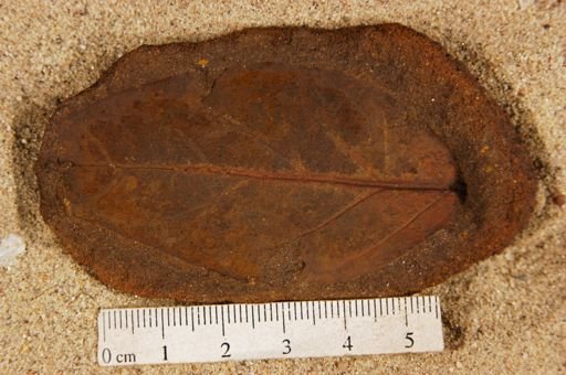 Angiospermopsida