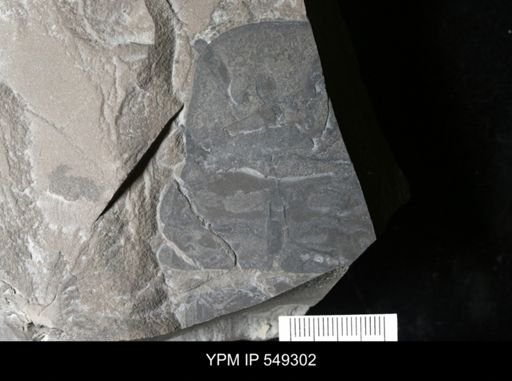 Eurypterus?