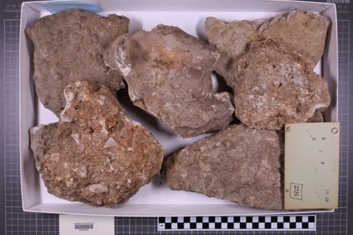 mixed taxa, stratigraphic collection