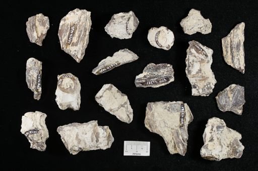 undet. Actinopterygii