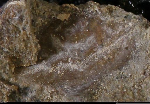 undet. Bivalvia