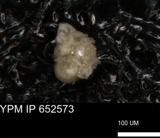 undet. Foraminiferida