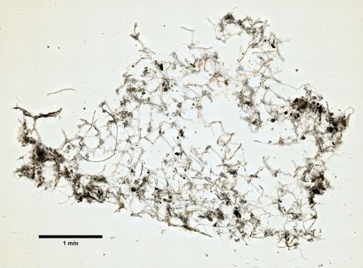 Callyspongia strongylophora