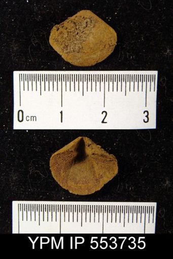 undet. Brachiopoda