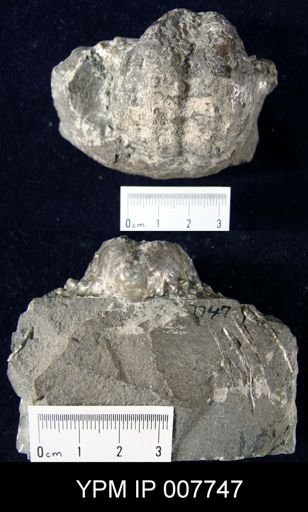 Productus horridus