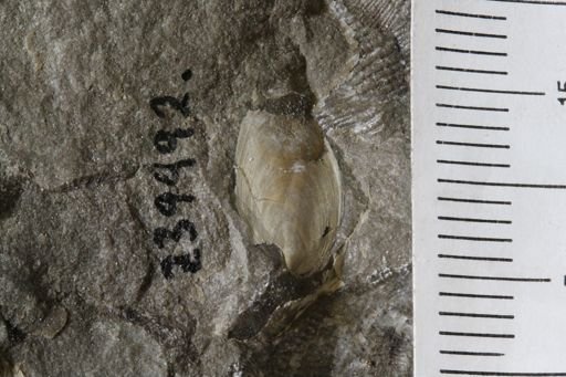Lingula? carbonaria