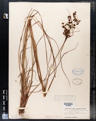 Scirpus cyperinus