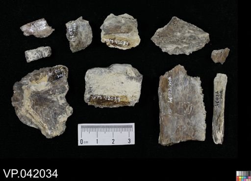undet. Actinopterygii