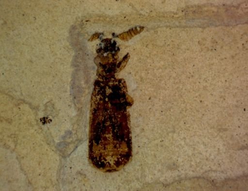 undet. Paussinae