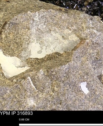 Phelopteria