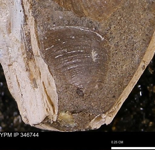 Limopsis striatopunctatus