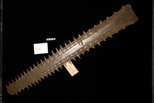 Pristis pectinata
