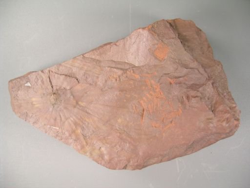 Serenopsis kempii