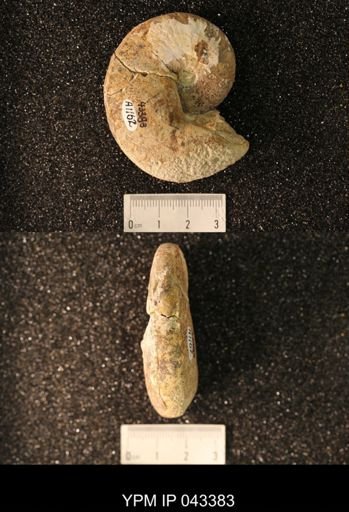 Hoploscaphites nicolletii