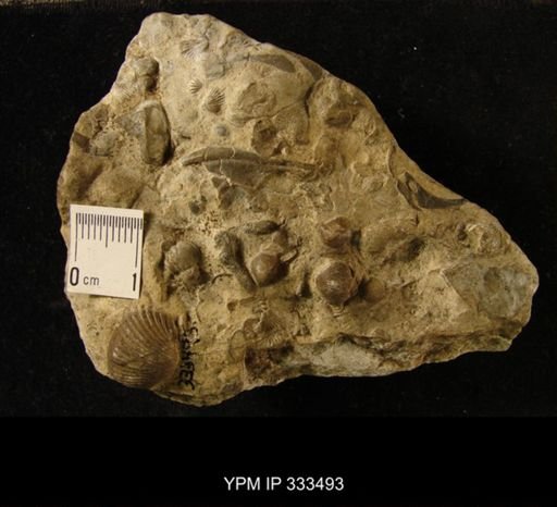 undet. Dalmanitidae