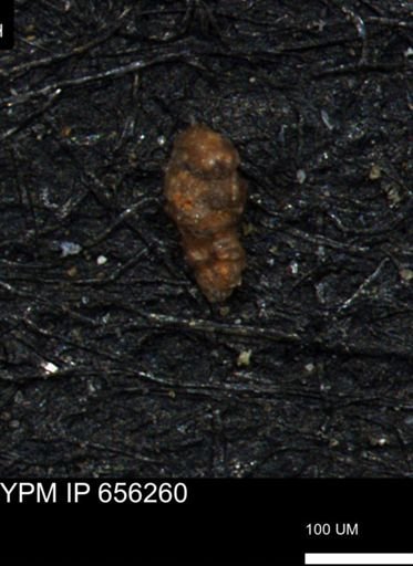 Verneuilinoides hectori