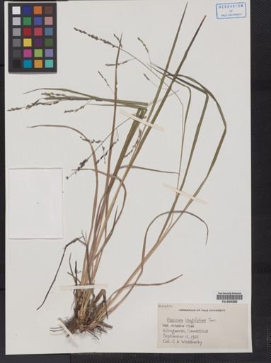 Panicum longifolium