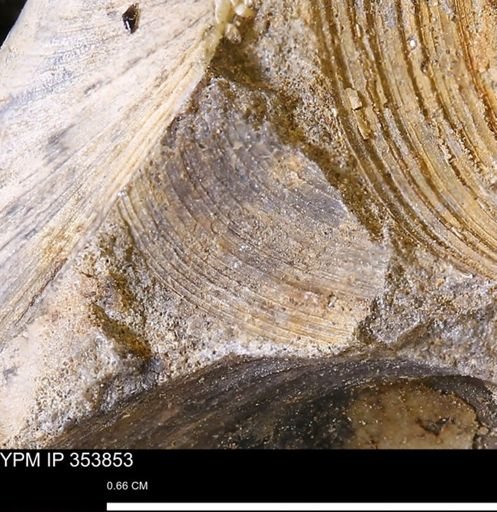 undet. Bivalvia