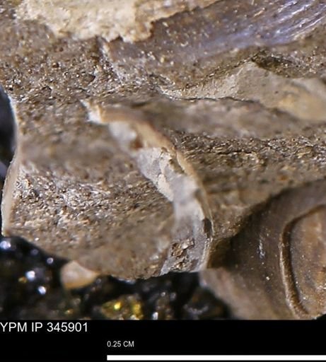 undet. Mollusca