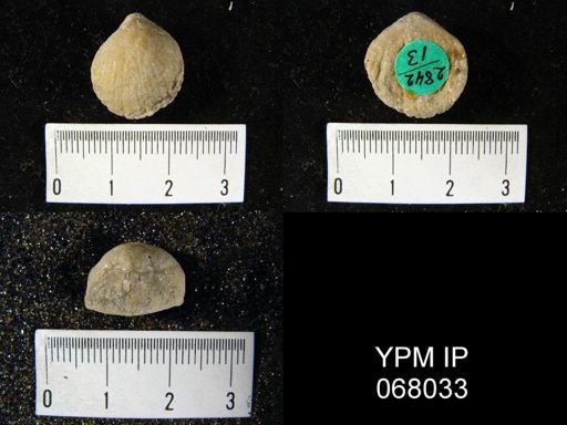 Uncinulus nucleolatus