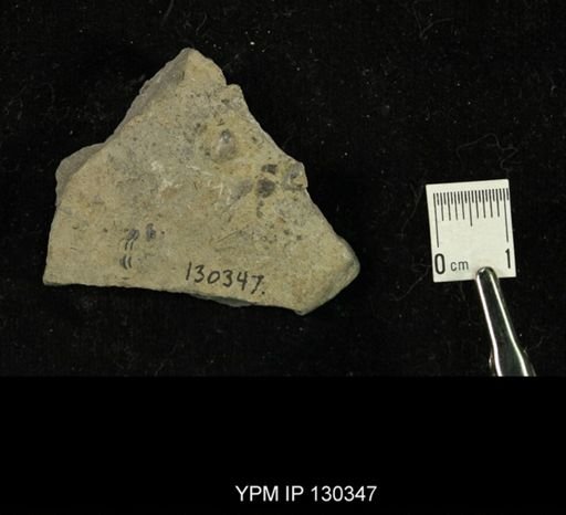 Phacops rana