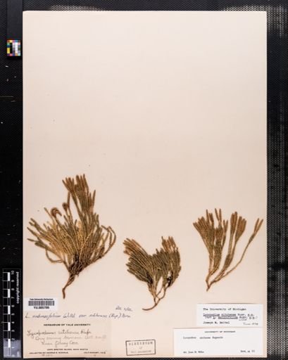 Lycopodium